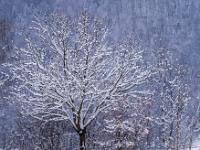 Schnee bedeckt die Krone von mittelgroßem Baum